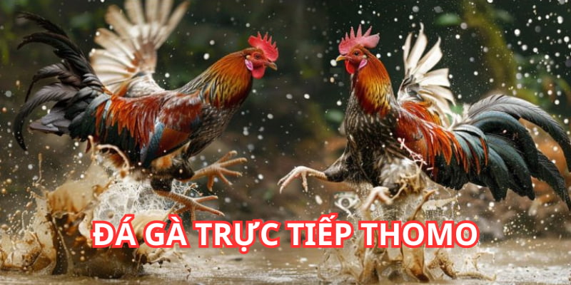 Đá Gà Trực Tiếp Thomo FB88 - Cực Hấp Dẫn, Thắng Lớn Mỗi Ngày!